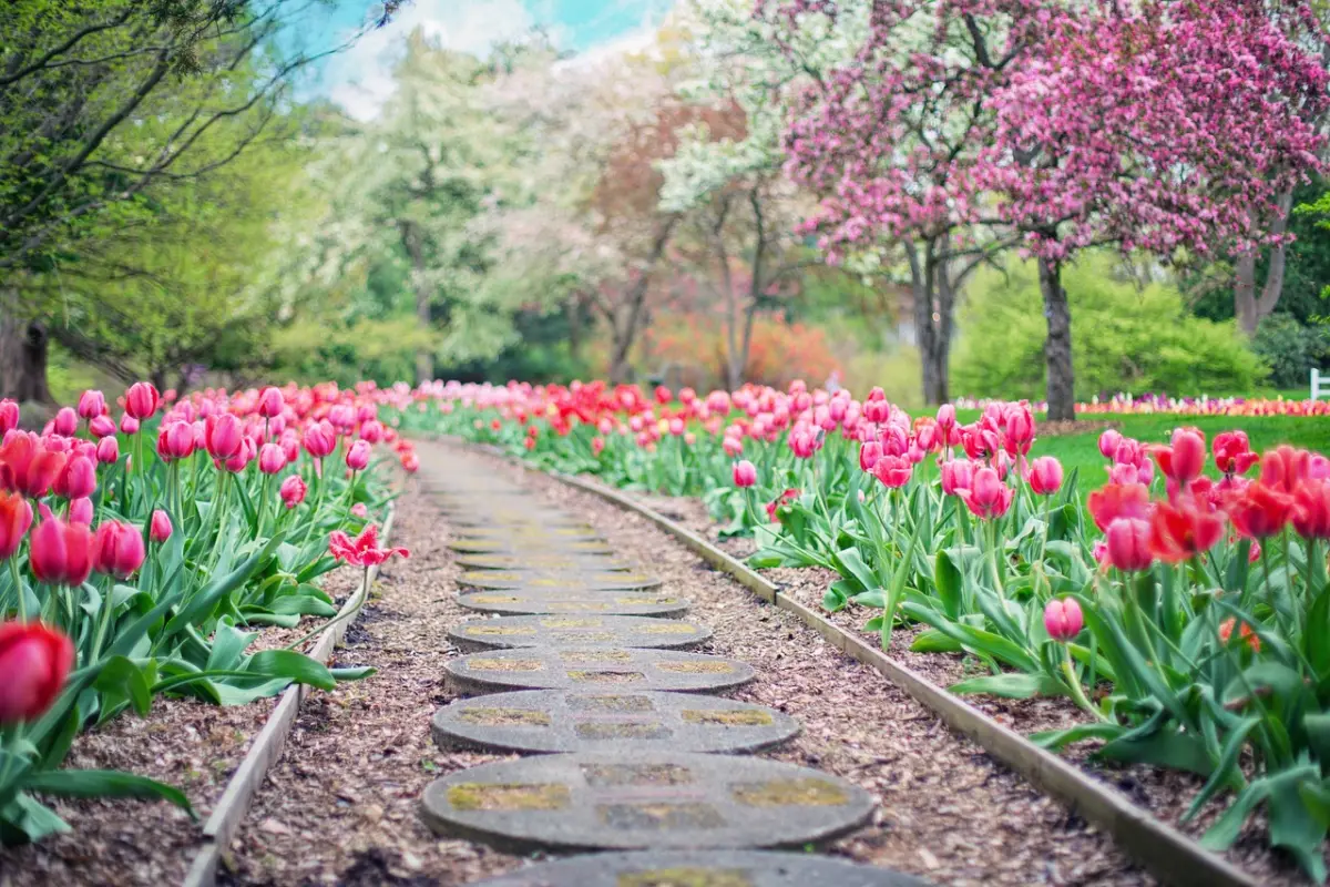 ruta, sendero, tulipanes rosados, Pixabay
