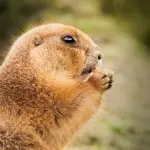 marmota comiendo nuez